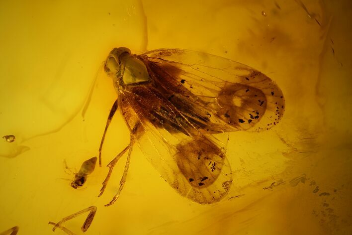 mm Fossil Cicada (Auchenorrhyncha) In Baltic Amber #123408